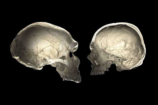 Pedeorelha | Draagt ​​u Neanderthaler De vorm van je schedel kan het vertellen.